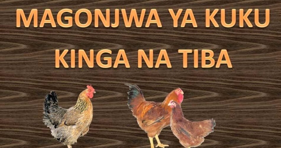 Dawa za Kutibu Magonjwa ya Kuku